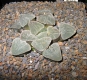 Haworthia pygmaea var. pygmaea