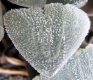 Haworthia pygmaea var. pygmaea