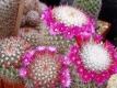 Mammillaria Gruppe