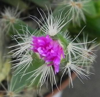 Trichodiadema densus