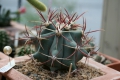 Ferocactus emoryi