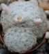 Mammillaria plumosa rosa