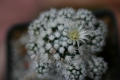 Mammillaria gracillis Snow Cape