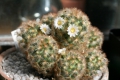 Mammillaria carmenae