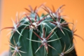 Ferocactus latispinus