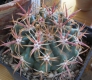 Ferocactus viridescens