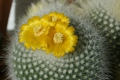 Parodia chrysacanthion