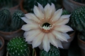 Echinopsis ?