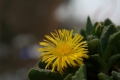 Faucaria