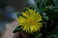 Faucaria