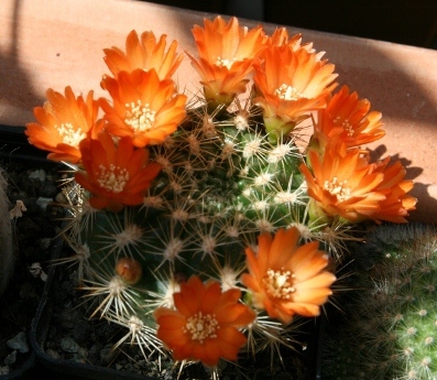 Weingartia trollii  (Syn: Rebutia neocumingii ssp. trollii)