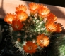 Weingartia trollii  (Syn: Rebutia neocumingii ssp. trollii)