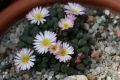 frithia pulchra