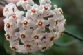 Hoya Carnosa