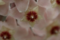 Hoya Carnosa