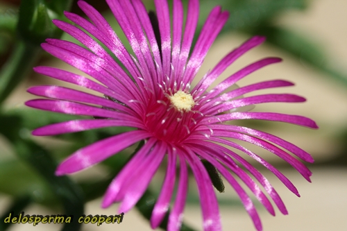 delosperma cooperi