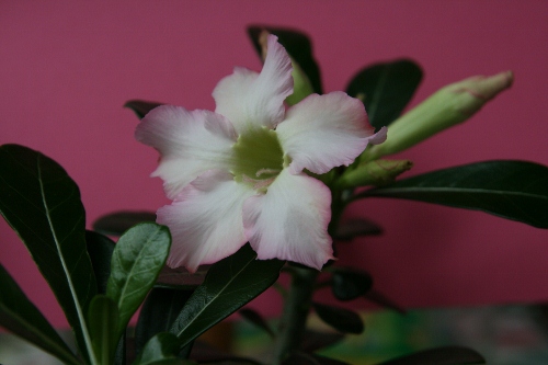 Adenium obesum Kiss of ?
