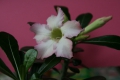 Adenium obesum Kiss of ?