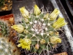 Mammillaria ?