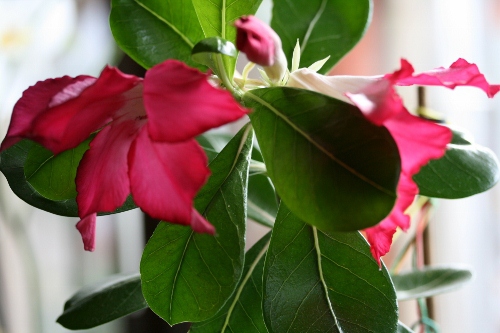 Adenium obesum Star of Royal