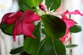 Adenium obesum Star of Royal