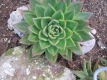 Echeveria agavoidis