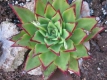 Echeveria agavoidis1