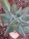 Echeveria Hybr.