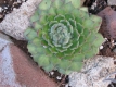 Echeveria Hybr2