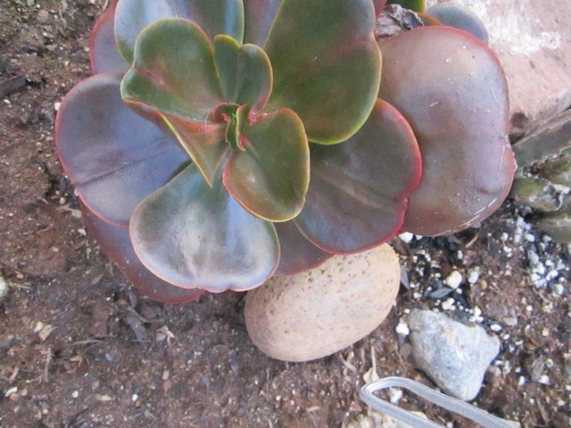 Echeveria Hybr3