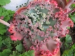 Echeveria hybride Alma Wilson