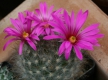 Mammillaria guelzowiana