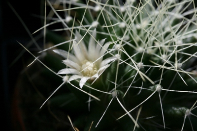 Mammillaria camptotricha