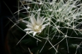 Mammillaria camptotricha