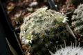 Mammillaria schiedeana