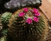 Mammillaria rhodantha