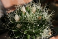 Mammillaria camptotricha