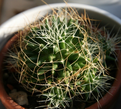 Mammillaria camptotricha