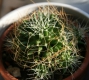 Mammillaria camptotricha