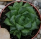 Haworthia ?