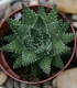 aloe humilis