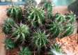 Euphorbia horrida