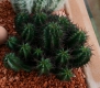 Euphorbia horrida