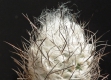 Turbinicarpus dickisoniae