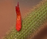 Cleistocactus vulpis-cauda