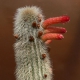 Cleistocactus hyalacanthus