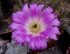 Echinocereus vireckii