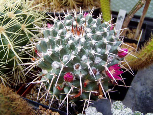 Mammillaria ?