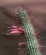 Cleistocactus tupizensis