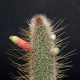 Cleistocactus smaragdiflorus